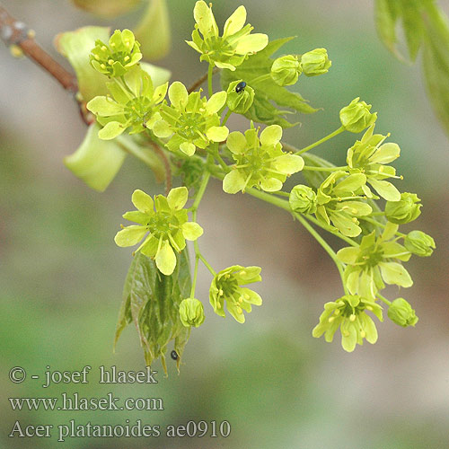 Acer platanoides Spitzahorn Spitz-Ahorn Klon pospolity Javor mliečny