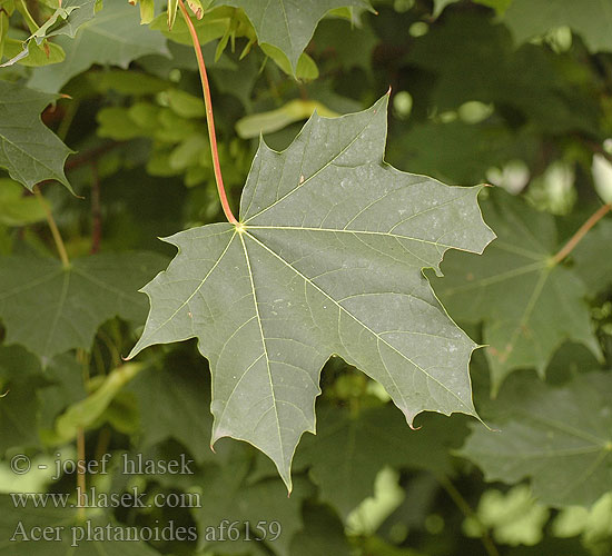 Acer platanoides ヨーロッパカエデ 노르웨이단풍 Norway maple Spids-løn Spidsløn