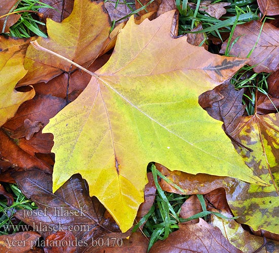 Клен звичайний гостролистий Acer platanoides Norway maple