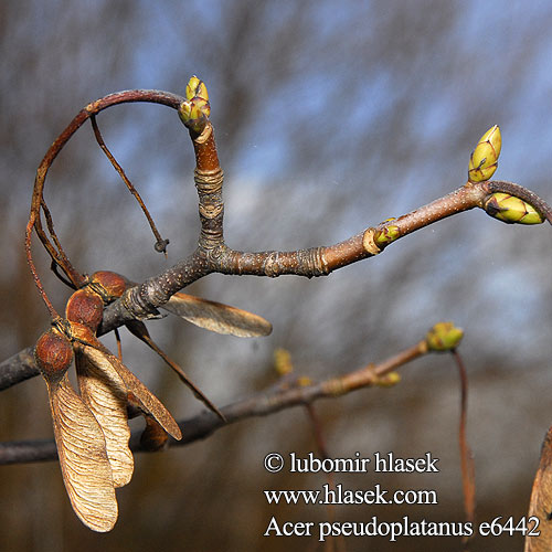 Acer pseudoplatanus Клен ложноплатановый Клен несправжньоплатановий