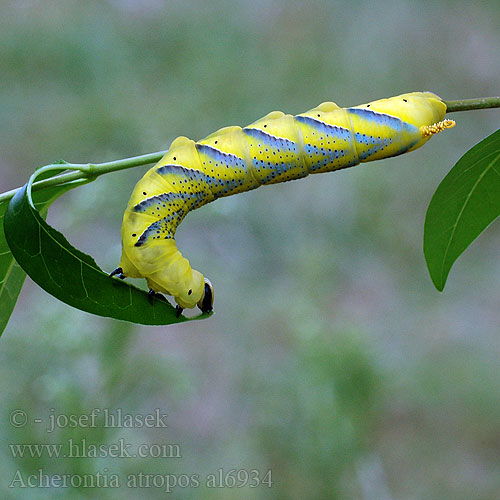 Death's-head Hawk-moth Pääkallokiitäjä Pääkalloperhonen