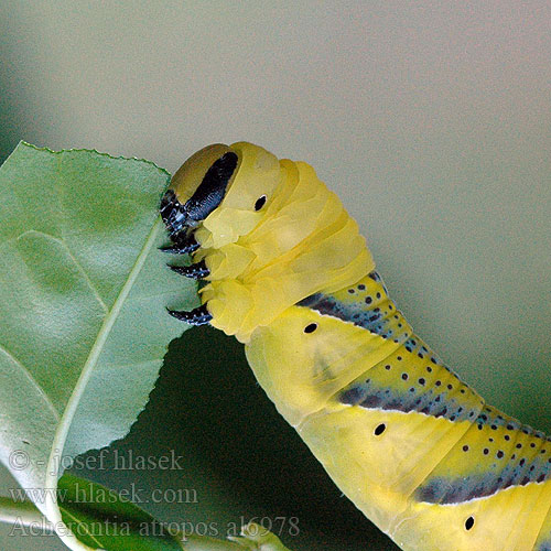 Calavera Cabeza Muerto Mariposa Muerta Aqueroncia Dödskallefjäril