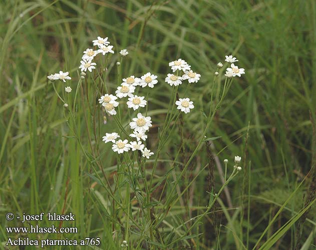 Achillea ptarmica Sneezewort Ojakärsämö Achillée ptarmique sternutatoire