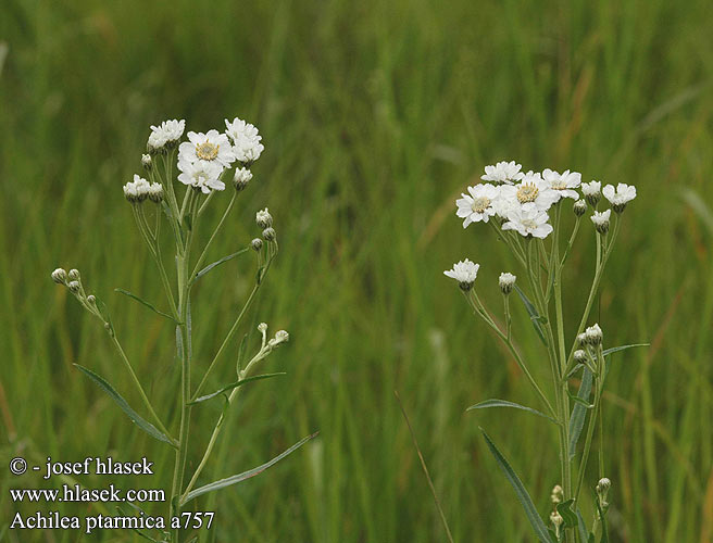 Achillea ptarmica Wilde bertram Kenyérbélcickafark Bertram-Schafgarbe