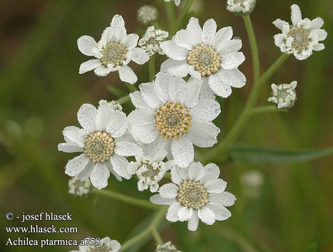 Achillea ptarmica Bertram-Schafgarbe Sumpf-Schafgarbe Krwawnik kichawiec