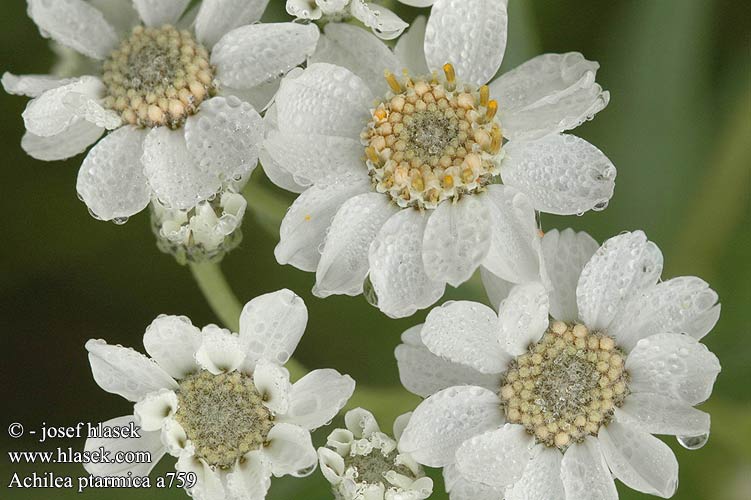 Achillea ptarmica Rebríček bertrámový Řebříček bertrám Tármica Nysört