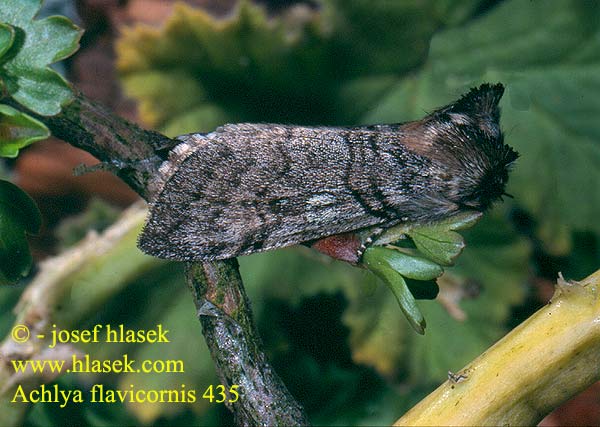 Yellow Horned Môrka brezová Flavicorne Пухоножка желтоусая