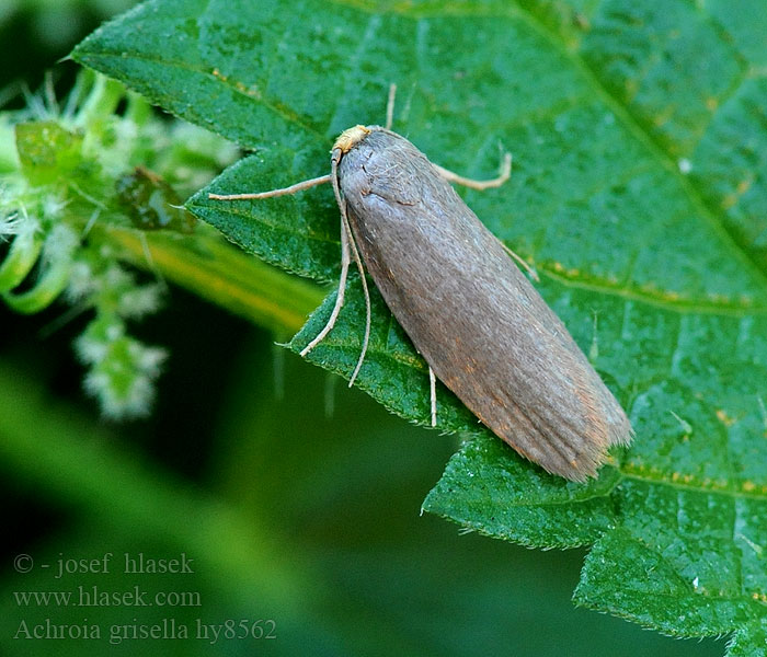 Achroia grisella Zavíječ malý Kleine Wachsmotte Lesser wax moth