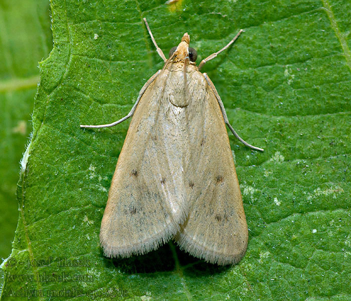 Achyra nudalis