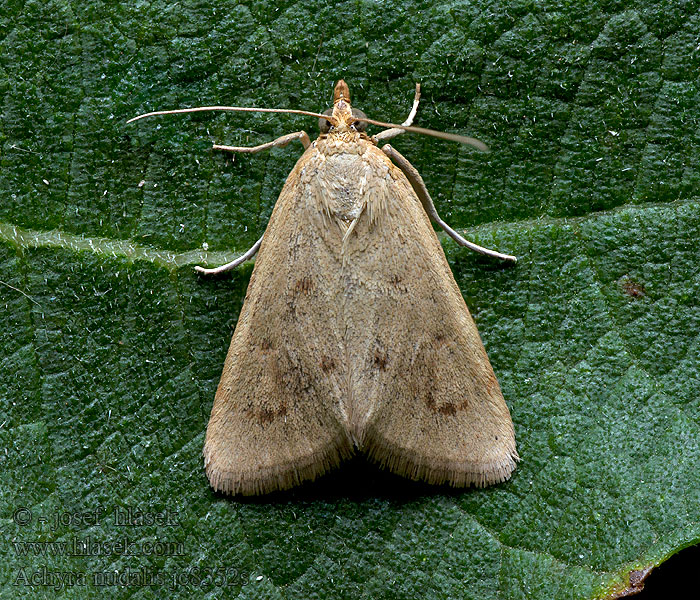 Achyra nudalis