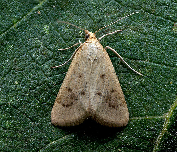 Achyra nudalis