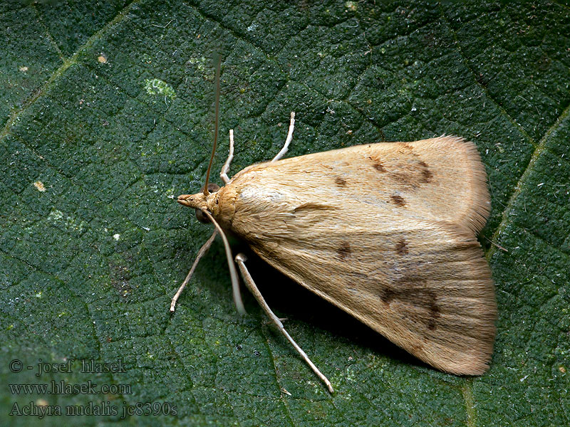 Achyra nudalis