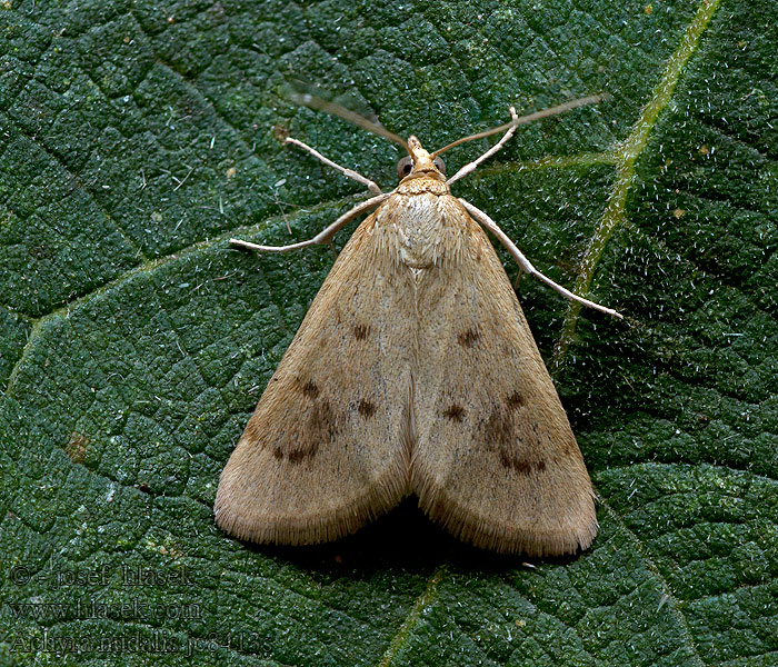 Achyra nudalis