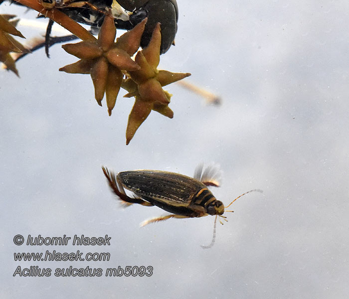 Acilius sulcatus Gyűrűscombú barázdáscsíkbogár Gegroefde haarwaterroofkever