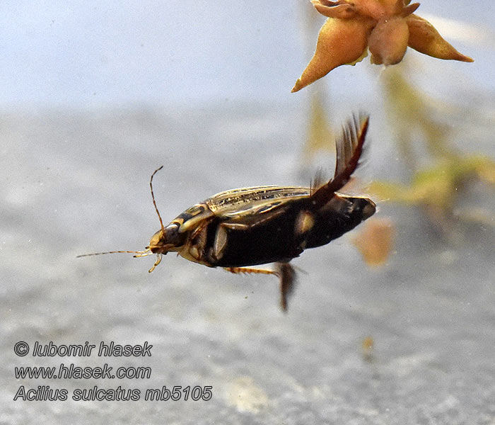 Gemeiner Furchenschwimmer Acilius sulcatus