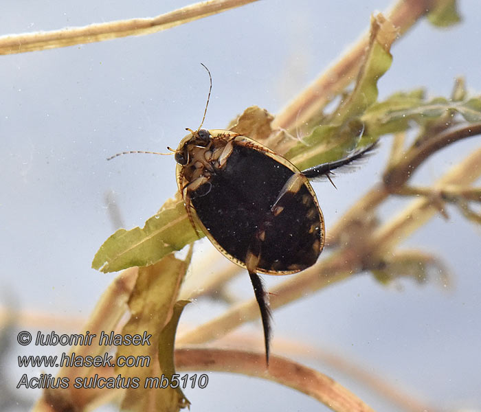 Gegroefde haarwaterroofkever Acilius sulcatus