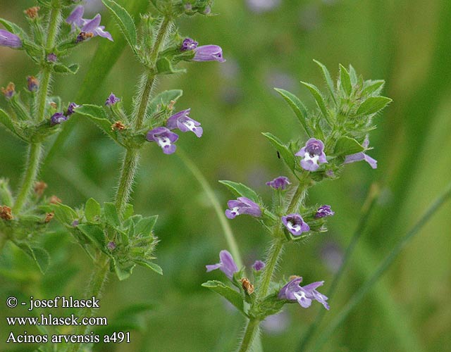 Acino annuale Parlagi pereszlény Feld-Steinquendel Gewöhnlicher