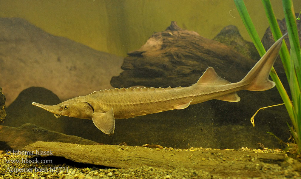 Acipenser baeri Siberian sturgeon Jeseter sibiřský Sibirischer Stör Jesiotr syberyjski Jeseter sibírsky Szibériai tok Сибирский осётр Esturgeon Sibérien Siberische steur Siperiansampea Sibirisk stör Осетер сибірський Сибирска есетра 西伯利亞鱘 Sibirisk Stør シベリアチョウザメ Esturión siberiano Storione Siberiano Sibirya Mersin Balığının Sturionul siberian Sibirski jeseter חדקן סיבירי Esturjão-siberiano ปลาสเตอร์เจียนไซบีเรีย