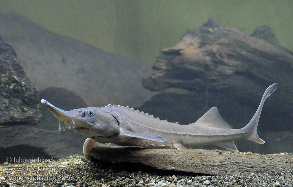 Sibirski jeseter חדקן סיבירי Esturjão-siberiano ปลาสเตอร์เจียนไซบีเรีย Acipenser baeri Siberian sturgeon Jeseter sibiřský Sibirischer Stör Jesiotr syberyjski Jeseter sibírsky Szibériai tok Сибирский осётр Esturgeon Sibérien Siberische steur Siperiansampea Sibirisk stör Осетер сибірський Сибирска есетра 西伯利亞鱘 Sibirisk Stør シベリアチョウザメ Esturión siberiano Storione Siberiano Sibirya Mersin Balığının Sturionul siberian