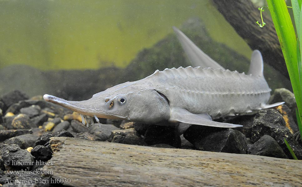 Siberian sturgeon Jeseter sibiřský Sibirischer Stör Jesiotr syberyjski Jeseter sibírsky Szibériai tok Сибирский осётр Esturgeon Sibérien Siberische steur Siperiansampea Sibirisk stör Осетер сибірський Сибирска есетра 西伯利亞鱘 Sibirisk Stør シベリアチョウザメ Esturión siberiano Storione Siberiano Sibirya Mersin Balığının Sturionul siberian Sibirski jeseter חדקן סיבירי Esturjão-siberiano ปลาสเตอร์เจียนไซบีเรีย  Acipenser baeri