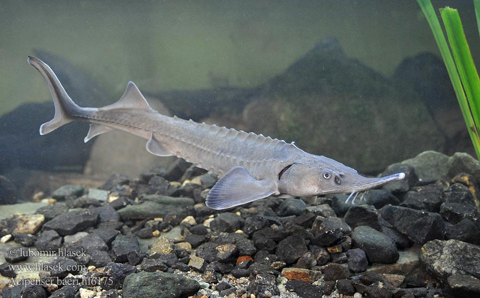 Esturgeon Sibérien Siberische steur Siperiansampea Sibirisk stör Осетер сибірський Сибирска есетра 西伯利亞鱘 Sibirisk Stør シベリアチョウザメ Esturión siberiano Storione Siberiano Sibirya Mersin Balığının Sturionul siberian Sibirski jeseter חדקן סיבירי Esturjão-siberiano ปลาสเตอร์เจียนไซบีเรีย  Acipenser baeri Siberian sturgeon Jeseter sibiřský Sibirischer Stör Jesiotr syberyjski Jeseter sibírsky Szibériai tok Сибирский осётр