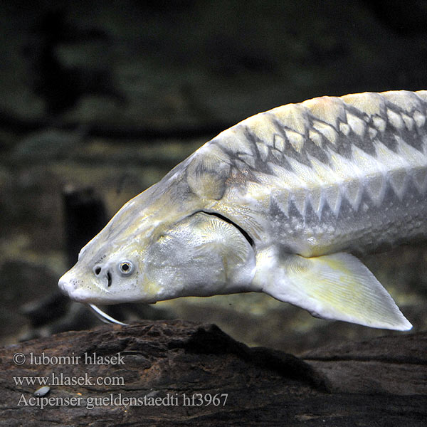 Russian sturgeon Jeseter ruský Russischer Stör Jesiotr rosyjski Jeseter ruský Vágótok