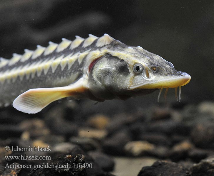 Acipenser gueldenstaedti Russian sturgeon