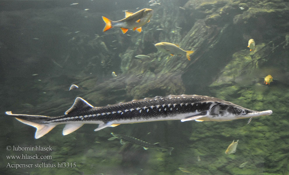 Acipenser stellatus Starry Sturgeon Stellate Jeseter hvězdnatý