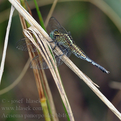 Acisoma panorpoides Asian Pintail Grizzled Trumpet Tail 锥腹蜻 粗腰蜻蜓 ．コシブトトンボ