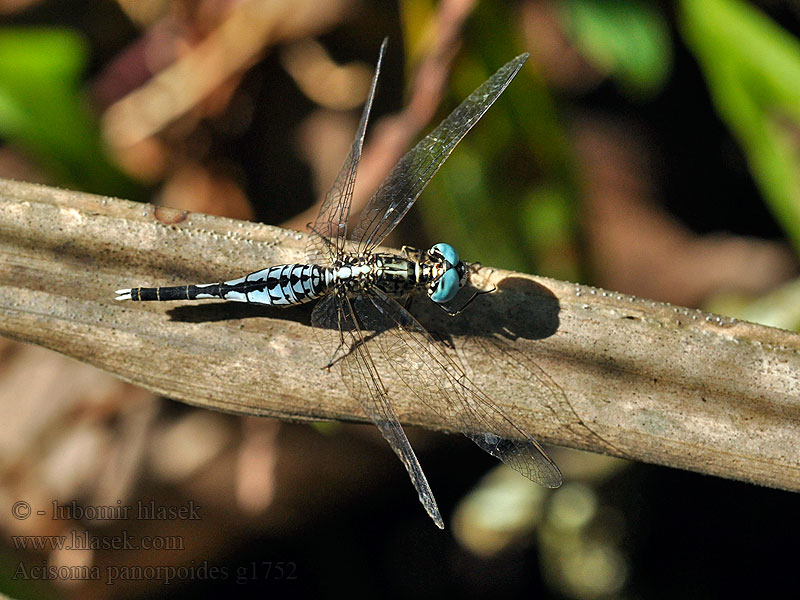 Acisoma panorpoides 锥腹蜻 粗腰蜻蜓 ．コシブトトンボ