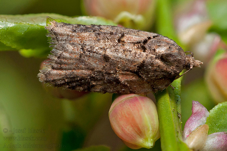 Acleris abietana Obaľovač jedlinový Листовёртка еловая плоская