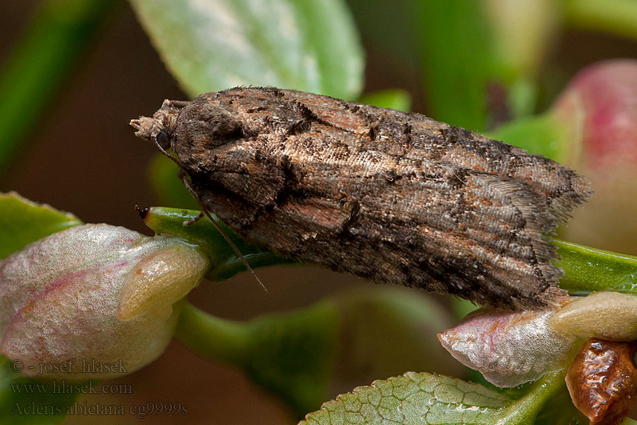 Листовёртка еловая плоская Acleris abietana