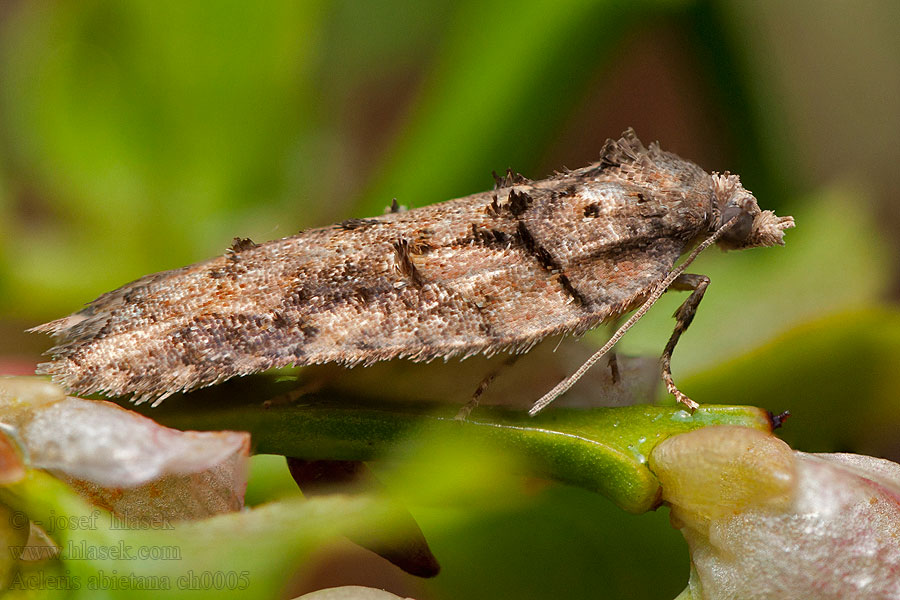 Dennenboogbladroller Acleris abietana