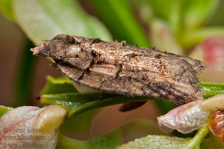 Dansk granvårvecklare Granflatvikler Acleris abietana