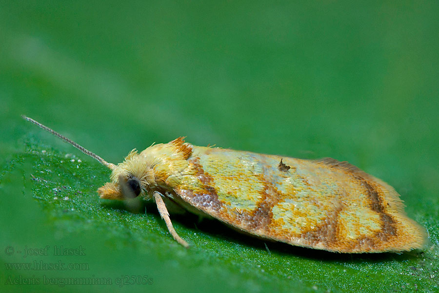 Acleris bergmanniana Obaleč šípkový Goldgelber Rosenwickler