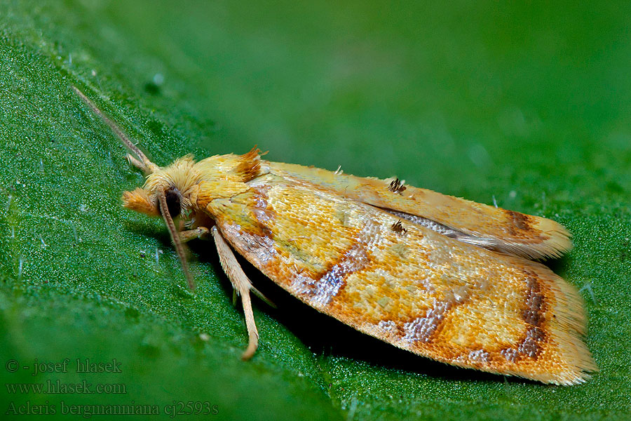 Obaleč šípkový Acleris bergmanniana