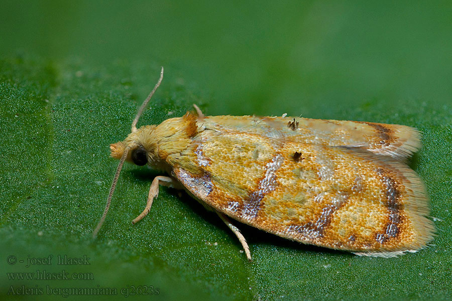 Goldgelber Rosenwickler Obaľovač šípkový Acleris bergmanniana