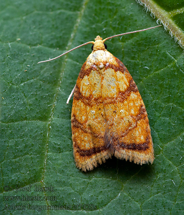 Листовёртка плоская розанная Gouden boogbladroller Acleris bergmanniana