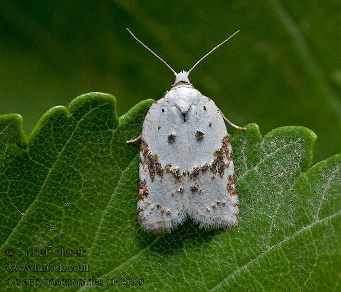 Acleris boscanoides