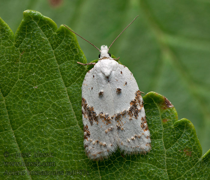 Acleris boscanoides