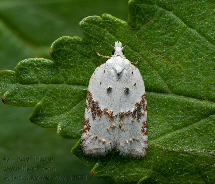 Acleris boscanoides