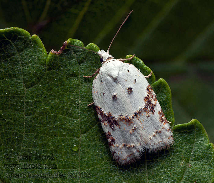 Acleris boscanoides