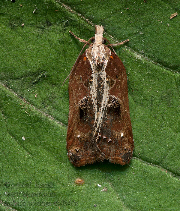 Obaľovač lipový Diamantborsteltje Acleris cristana