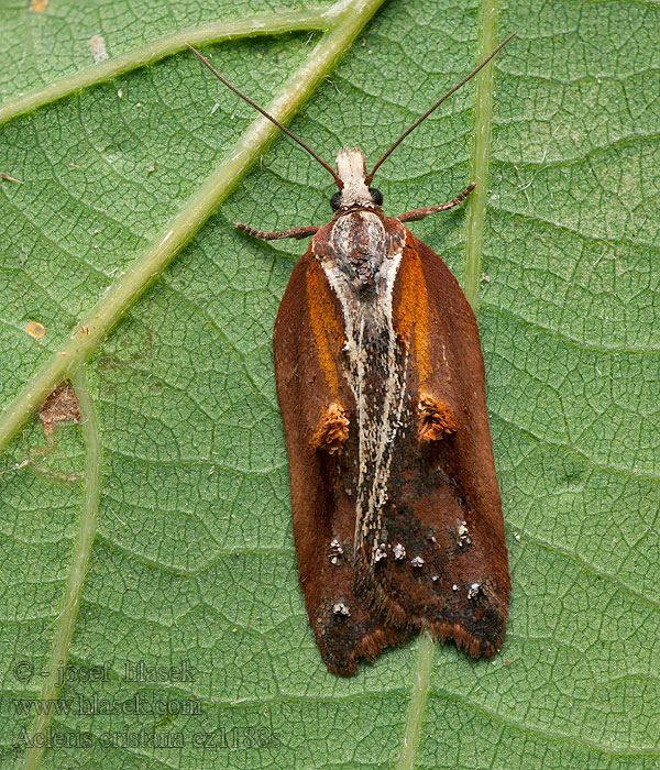 Rosenvårvecklare Slåpetornflatvikler Acleris cristana