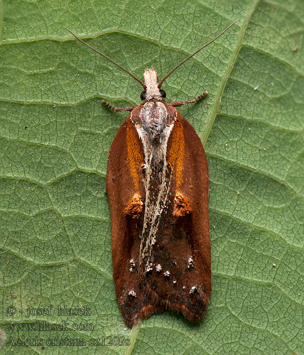 Acleris cristana