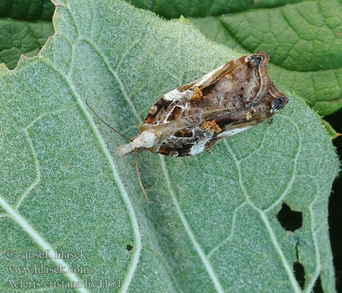 Acleris cristana Slåpetornflatvikler