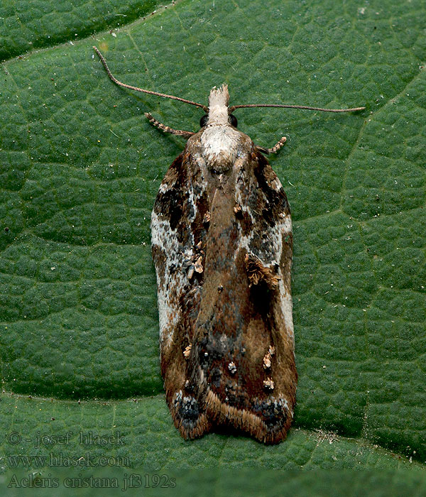 Diamantborsteltje Rosenvårvecklare Slåpetornflatvikler Acleris cristana