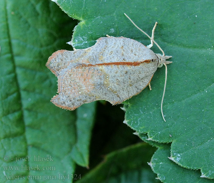 Acleris emargana Obaleč vykrojený Notch-wing Button