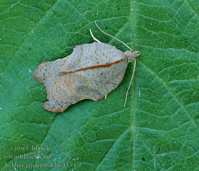 Acleris emargana Konkavflatvikler Konkav pilevikler