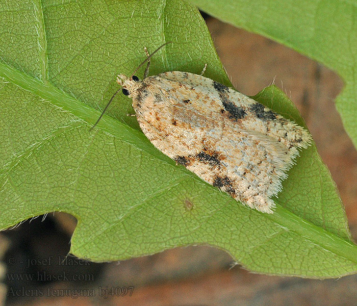 Obaleč březový Obaľovač brezový Acleris ferrugana